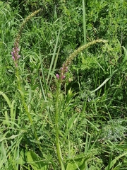 Pedicularis elata
