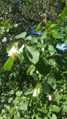 Styrax redivivus
