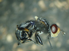 Thecophora atra