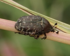 Euphoria sepulcralis