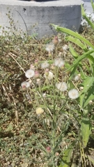 Erigeron bonariensis