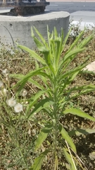 Erigeron bonariensis
