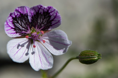 Erodium glandulosum