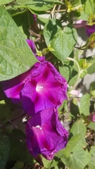 Ipomoea purpurea