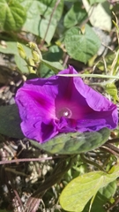 Ipomoea purpurea