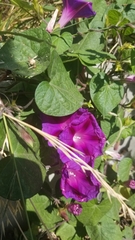 Ipomoea purpurea