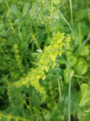 Cruciata