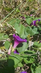 Ipomoea purpurea