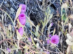 Clarkia rubicunda