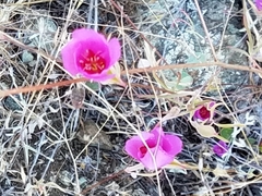 Clarkia rubicunda
