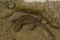 Calotriton asper