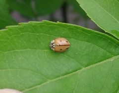 Mulsantina mexicana