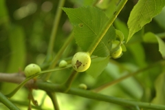 Phylloxera caryaecaulis