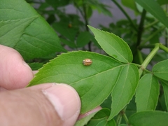 Mulsantina mexicana