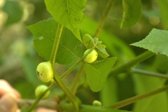 Phylloxera caryaecaulis