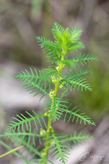 Proserpinaca pectinata