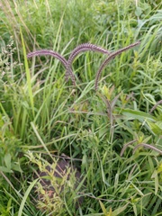 Hordeum brevisubulatum
