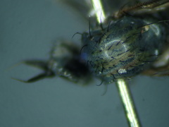 Microphor holosericeus