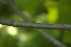 Callirhytis quercusgemmaria