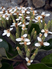 Olearia pachyphylla