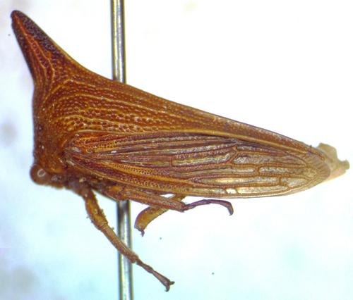 Membracidae image