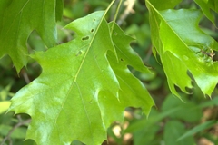 Callirhytis quercusgemmaria