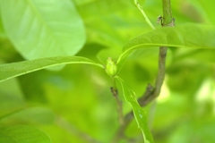 Zapatella quercusphellos