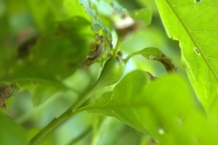 Zapatella quercusphellos