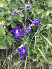 Delphinium parryi