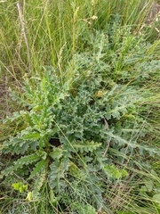 Carduus nutans leiophyllus