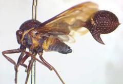 Heteronotus trinodosus