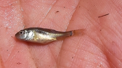Scardinius hesperidicus