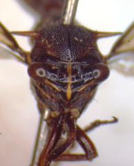 Heteronotus trinodosus