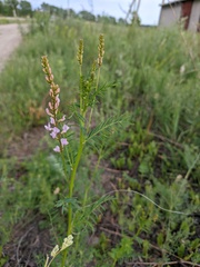 Astragalus sulcatus