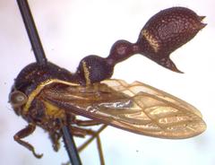 Heteronotus trinodosus