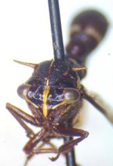 Heteronotus trinodosus