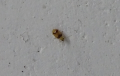 Monolepta bifasciata