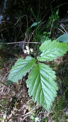 Rubus saxatilis