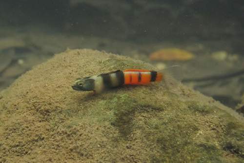 Lagoon goby (Sicyopus zosterophorus) — Gobiidae — 4