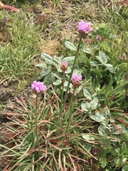 Armeria maritima californica