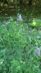 Trifolium rubens