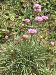 Armeria maritima californica