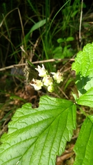 Rubus saxatilis
