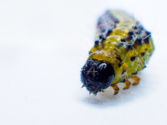 Cydalima perspectalis