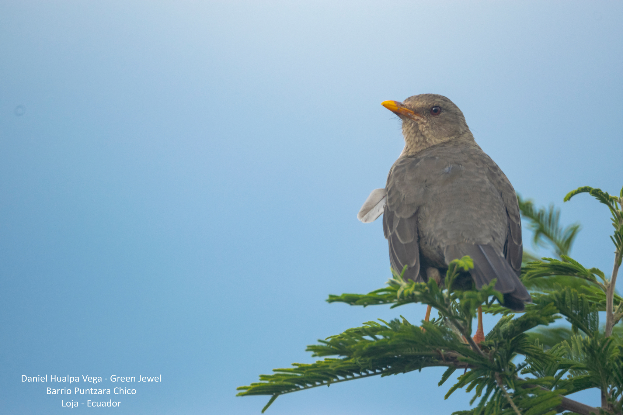 Turdus chiguanco image