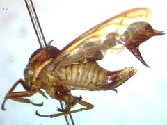 Heteronotus trinodosus