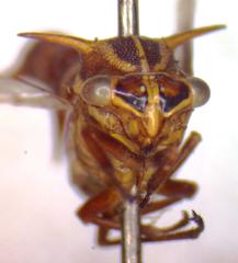 Heteronotus trinodosus