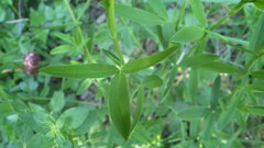 Trifolium rubens
