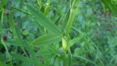 Trifolium rubens