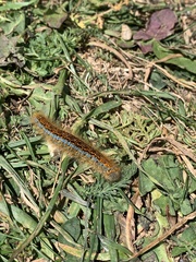 Malacosoma castrense